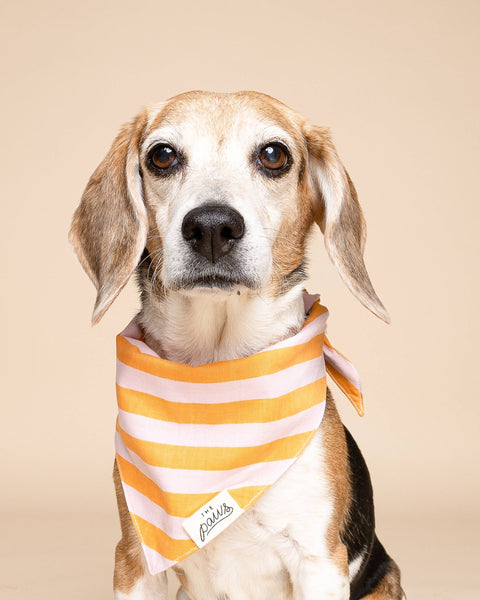 Nusa Dog Bandana