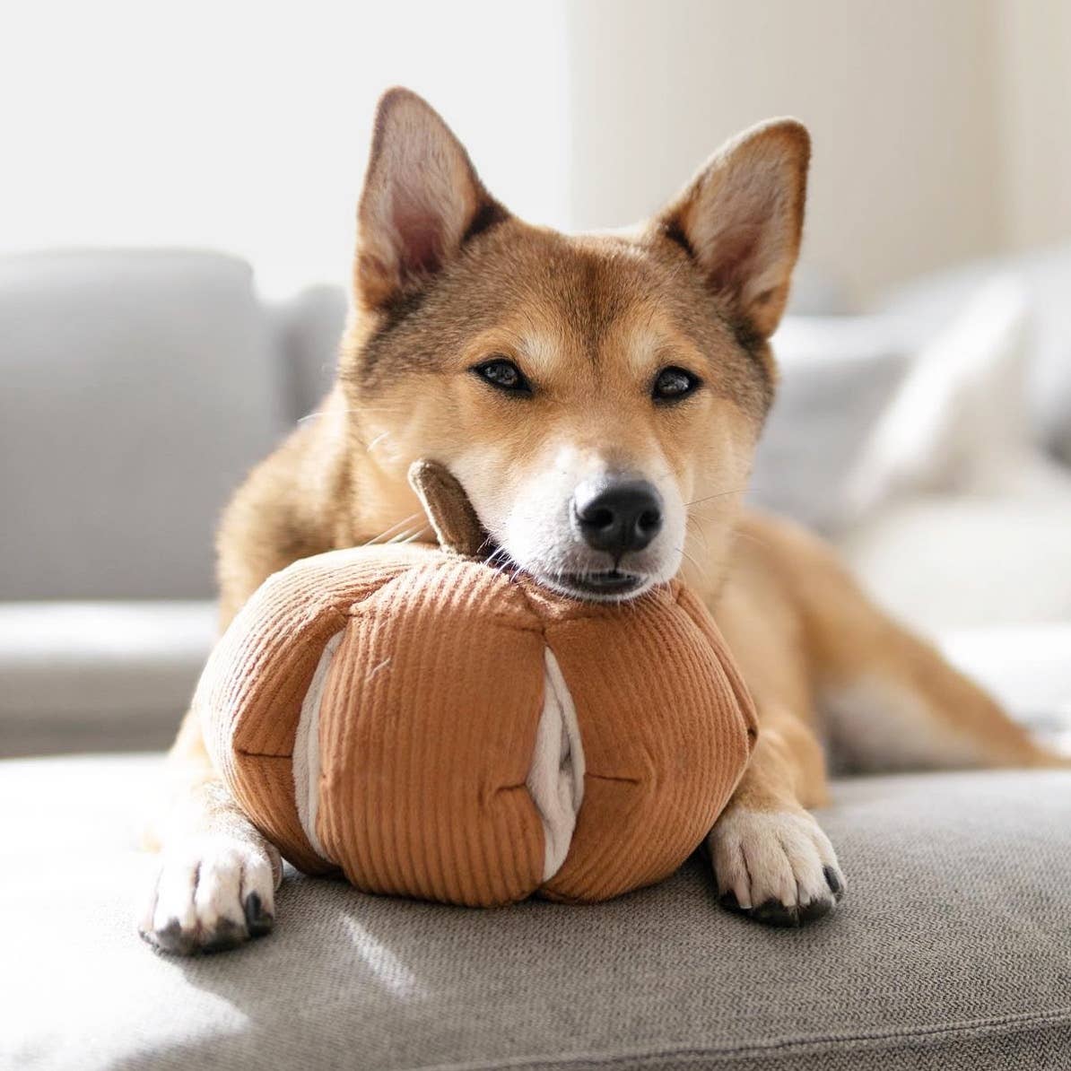 CINDERELLA // ENRICHMENT DOG TOY // SNUFFLE TOY // PUMPKIN